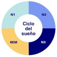 Las 4 Fases Del Sueño: Ciclos, Etapas Y Cómo Dormir Mejor